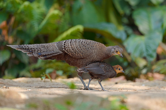 Peacock pheasant with chick in forest