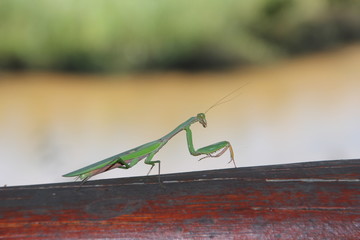 Heuschrecke