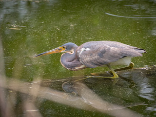 Tricolored Heron fishing