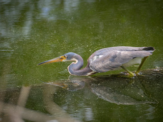Tricolored Heron fishing