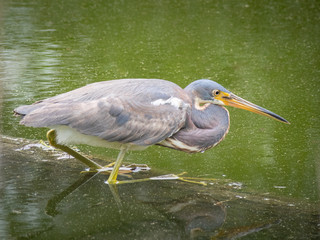 Tricolored Heron fishing