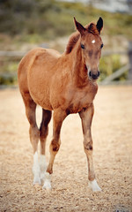 Red foal with an asterisk on his forehead