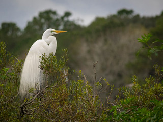 White egret on branches