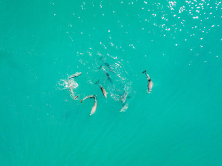 Dolphins playing in the water as shot from a drone
