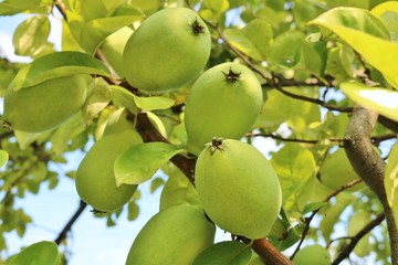 かりん　風景　実　未熟　木　公園　茨城