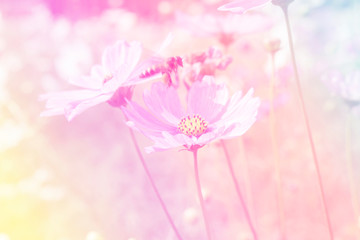 Blurred of Cosmos flowers blooming. in the pastel color style for background.