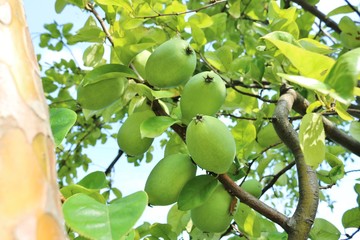 かりん　風景　実　未熟　木　公園　茨城