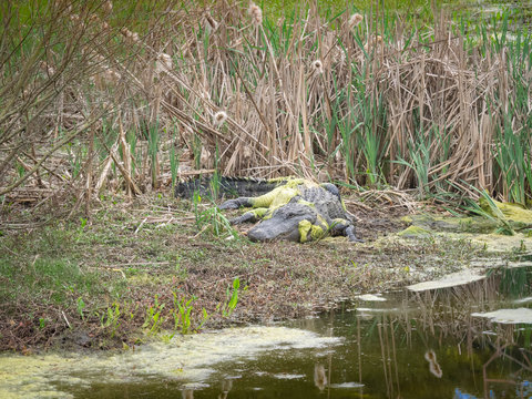 Wildlife in nature