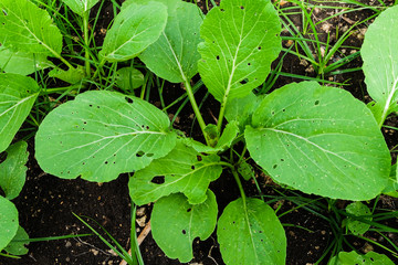 Vegetable leaves with plenty of holes made by worms (Pakchoi chinese cabbage)