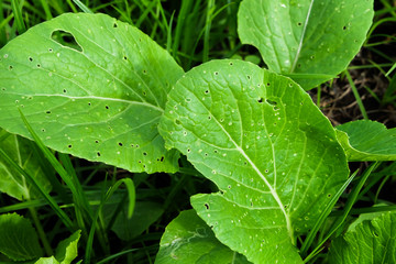 Vegetable leaves with plenty of holes made by worms (Pakchoi chinese cabbage)