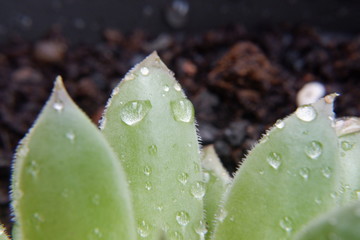 Succulent plant