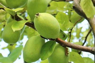 かりん　風景　実　未熟　木　公園　茨城