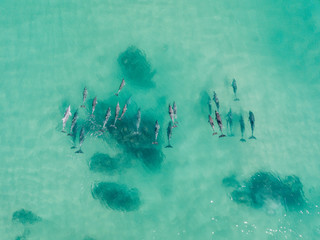 A pod of dolphins playing in the water  © Brandan