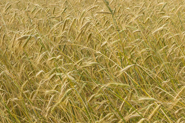 Spikelets of rye on the agricultural field.