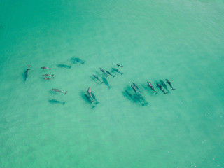 A pod of dolphins playing in the water 