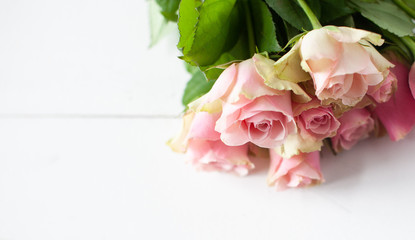 Pink roses laying on a white wooden background 