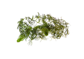 seaweed isolated on white background