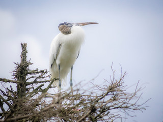 Woodstork on branches