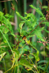 A single orange and black patterned Pearl Crescent Butterfly briefly rests on a green leaf