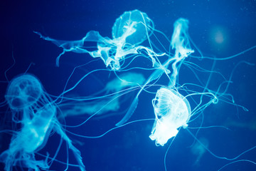 White jellyfish in blue transparent water close-up, sea background