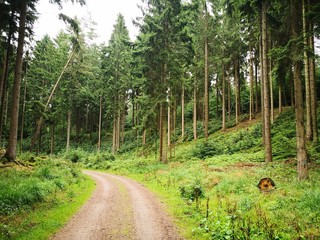 Fototapeta na wymiar Pine forest near Hamburg