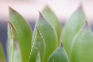 Succulent plant