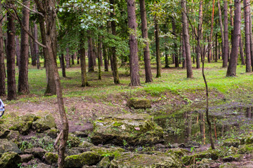 the landscape is a forest and a stream