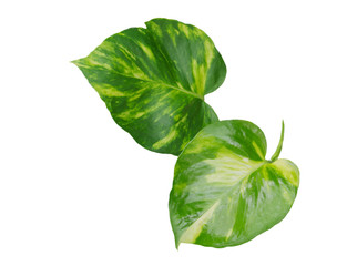 Beautiful leaves isolated with clipping paths on a white background