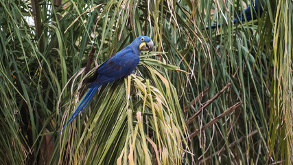 Hyacinth Macaw,Pantanal Forest, Brazil
