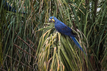 Hyacinth Macaw,Pantanal Forest, Brazil
