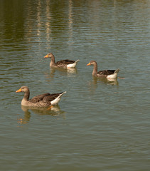 Patos