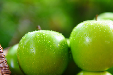 Fresh green Apples - harvest apple in the basket in the garden fruit nature green background