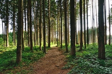 Waldweg durch einen lichtdurchfluteten Wald, beiderseits mit dichtem grünen Bewuchs