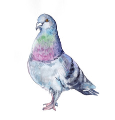 Watercolor single dove animal isolated on a white background illustration.