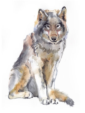 Watercolor single wolf animal isolated on a white background illustration.