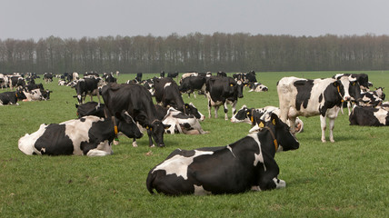 Cows in Dutch meadow. Grazing. 