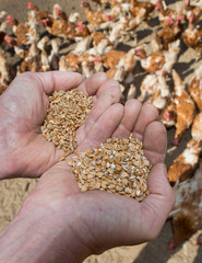 Corn and hands agriculture. Farming. Chicken