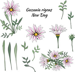 Vector set of pink flowers and green leaves on a white background. African Daisy, Gazania rigens. Vector illustration, brush, ornament for decoration and design.