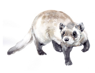 Watercolor single ferret animal isolated on a white background illustration.