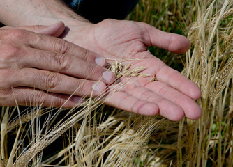 Corn and hands agriculture. Farming. Grain ear
