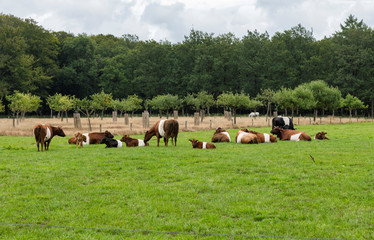 Naklejka na ściany i meble field with dutch belted cows in holland