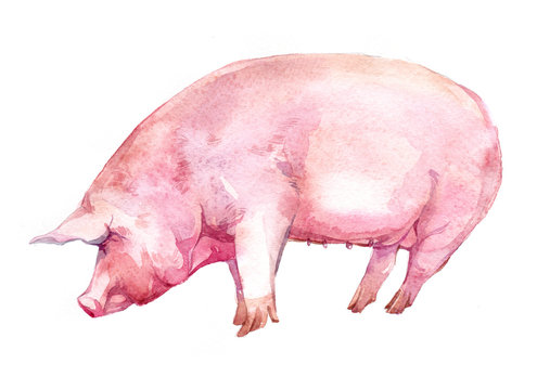 Watercolor Single Wild Boar Pig Animal Isolated On A White Background Illustration.