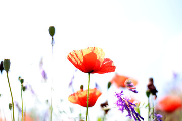 red poppies on white background