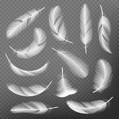 Feathers realistic. Plumage detailing lightness and airiness swan vector collections. Illustration of feather realistic, plumage falling, floating and flight