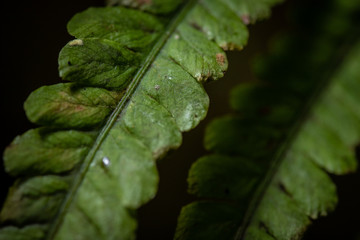 fern leaf close up