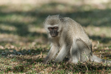 Naklejka na ściany i meble Vervet monkey,Kruger National Park,South Africa