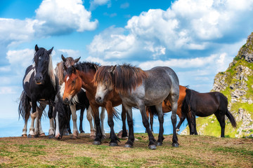 Group of young horses on the pasture high in the mountain in sunny summer day