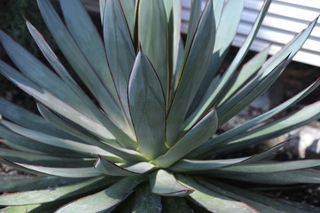 Agave plant growing in the garden