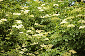 Freshly picked ripe Elderberry fruit