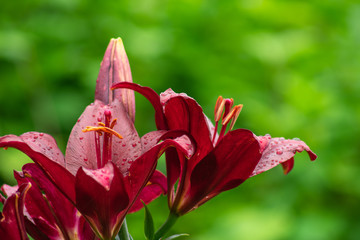 red daylily flower after rain 